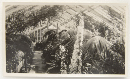 Inside the glass house, kitchen garden, Kingston Lacy, Dorset.