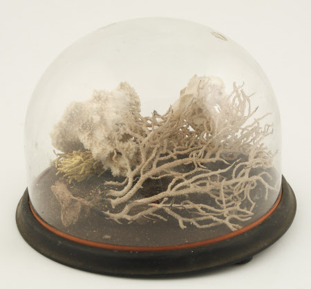 Coral