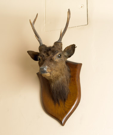 Deer head