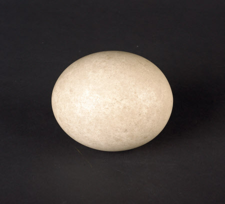 Ostrich egg