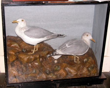 European herring gull