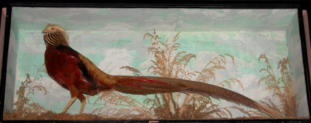 Golden pheasant