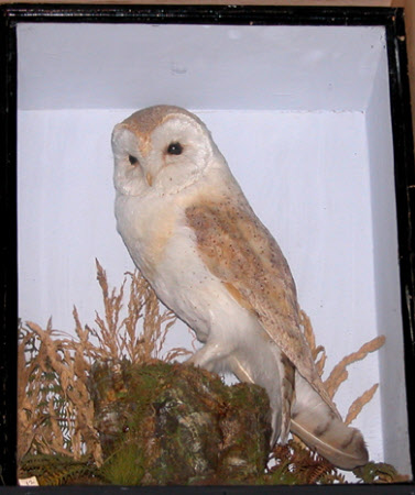 Barn owl