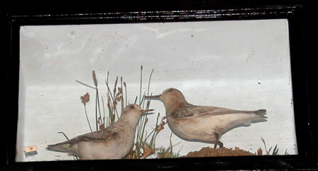 Temminck's stint