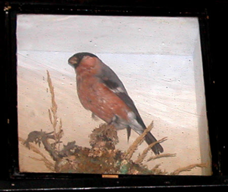 Bullfinch