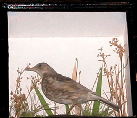 Rock pipit