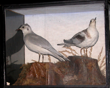 Little gull
