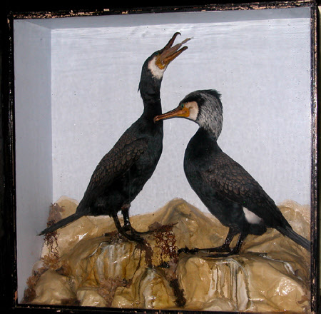 Cormorant