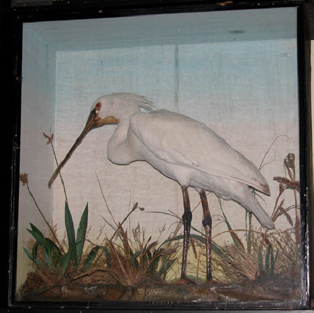 Spoonbill