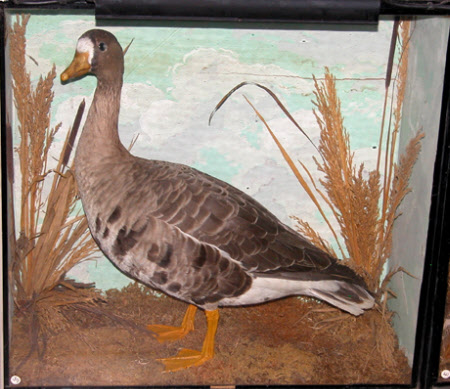 White-fronted goose