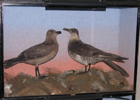 Pomarine skua