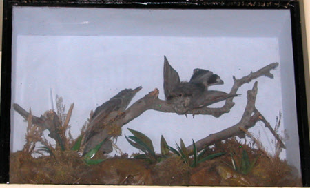 Nuthatch
