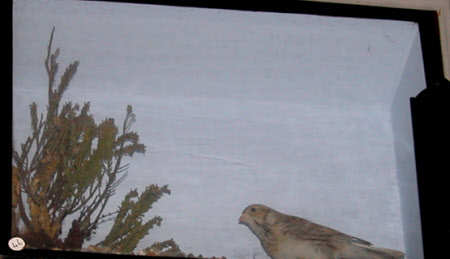 Lapland bunting