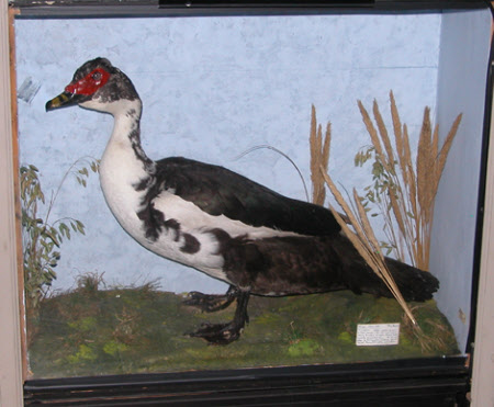 Muscovy duck
