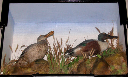 Shoveler