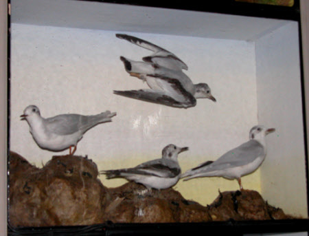Little gull