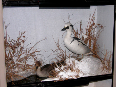 Smew