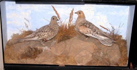 Pallas's sandgrouse
