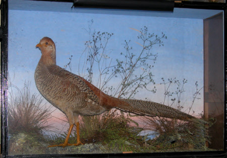 Golden pheasant
