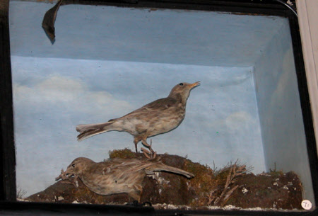 Rock pipit