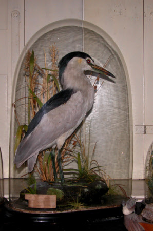 Night heron