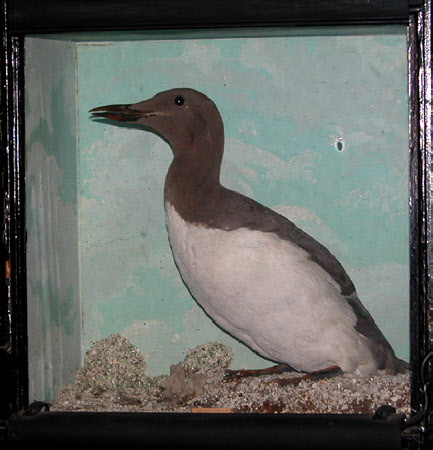 Common guillemot