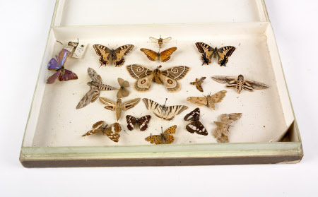 Insect collection