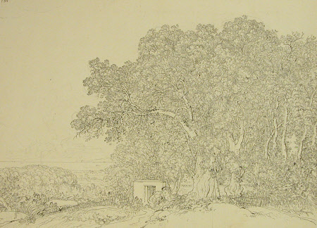 Study of Green Oak Trees on the Road from Lake Albano to Castel Gandolfo 