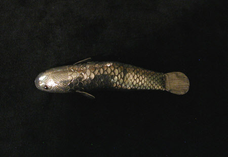 Fish