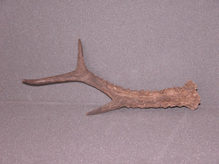 Antler