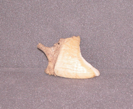 Tooth