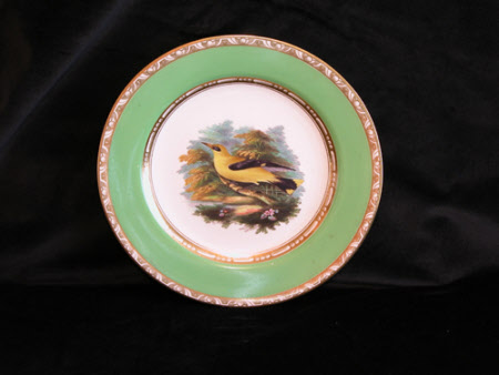 Golden Oriole