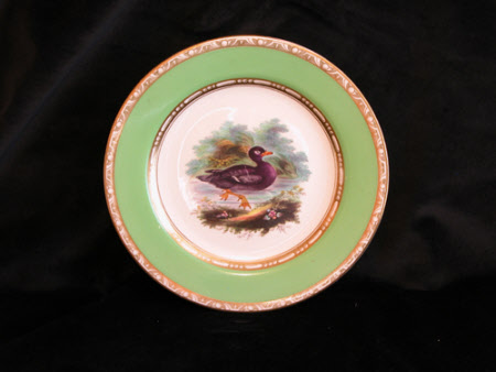 Velvet Duck