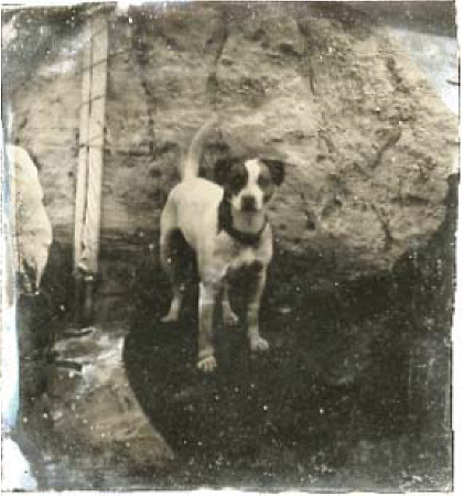 A black and white dog