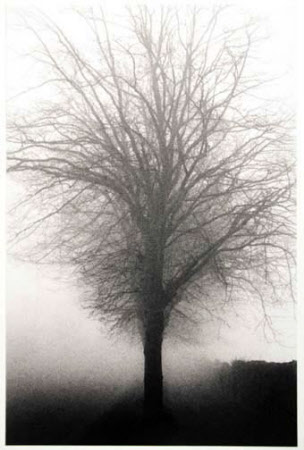 Tree, Kilkenny, Ireland 1982