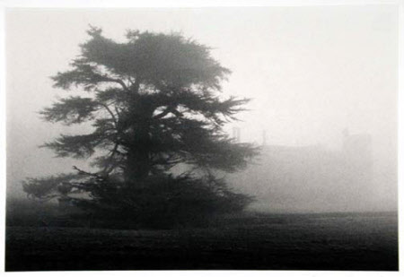 Tree, Lacock Abbey, Wiltshire, England, 1983