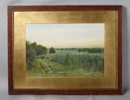 A Cornfield