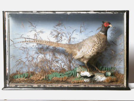 Pheasant