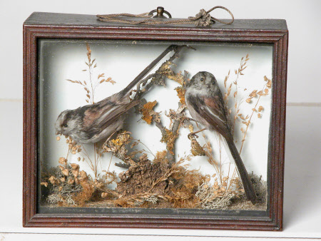 Long-tailed tit