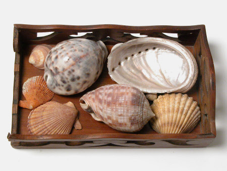 Seashell collection