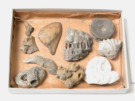 Specimen collection
