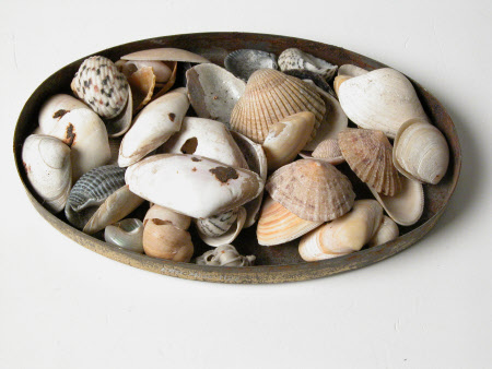 Seashell collection