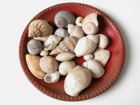 Seashell collection