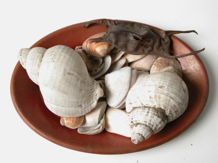Seashell collection