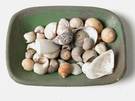 Seashell collection
