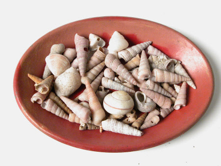 Seashell collection