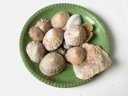 Seashell collection