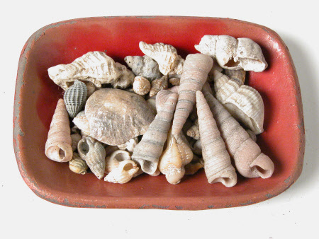 Seashell collection
