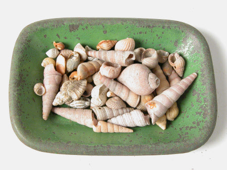 Seashell collection