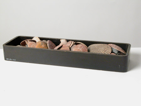 Seashell collection
